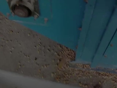 Nhà máy máy sấy ngô